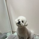 몽실몽실애견미용 | 금천구애견미용실 현대아울렛 근처 다루이뽀글 비숑 위생미용