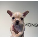 소문난 강아지 이미지