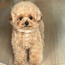 예쁘개 미용할개 | 영암 강아지 미용 _ 🐶 예쁘개 미용할개 ✂️