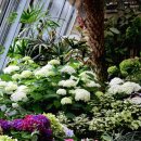 카멜리아힐 이미지