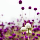 송곡목장 이미지