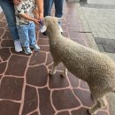 양마농장 | 거제 애견동반으로 가볼만한곳 숲소리공원 작은 양떼목장 먹이체험