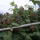 재남농장 이미지