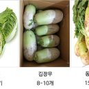 산들농원님댁의 생배추와 동치미무, 일반무등은 10월 24일 화요일부터 첫 출하! 이미지