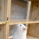 헤어볼하우스 이미지