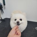 왓츠그루멍 다산 애견미용실 이미지