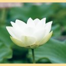 (재)한국SGI