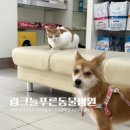 푸른동물병원 | 전주 강아지 건강검진 후기 링크늘푸른동물병원