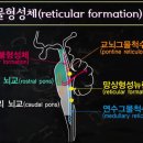 그물 망상체 이미지