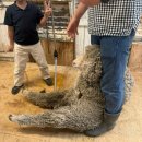 원이네농장 | [호주/시드니, 뉴질랜드/남섬] 넷째날_테카포 호수, 알파인 연어, 마운틴 쿡, 양떼목장 체험, 빙하체험...