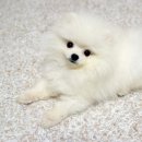 화이트포메라니안 이미지
