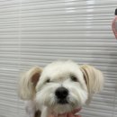 엘린퍼피 이미지