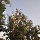 삭개오와뽕나무 이미지