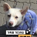 [입양홍보] 세상 순둥무던 강쥐, 구름이☁️💕 이미지
