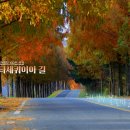 부귀 메타세쿼이아길 이미지