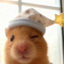 지에스25 삼계화정점 | nov. 가로 막히면 세로 시작하면 돼