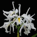 Cattleya maxima var .alba koenigin sylva 이미지