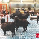 오산흑염소농장 이미지