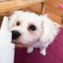 한국애견용품연구소 이미지