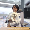 안 수의과병원 이미지