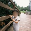 개미당근마켓 | [당근템][내돈내산] 아기등산캐리어-포브코알라2레귤러 당근 및 세척!_인천 아기와 등산