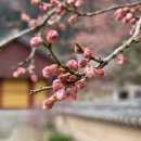 2022.03.23. 전남 장성 백암산 고불 총림 백양사 탐방