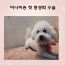 미니주동물병원 | 우리집 미니비숑 공주님,첫 중성화 수술 무사히 마쳤어요!