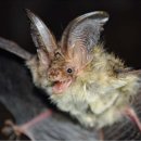 심심토끼 이미지