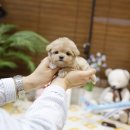 왓츠멍 남양주 강아지분양 | 남양주강아지분양 행복을 만났어요