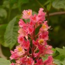 레메디칼 이미지