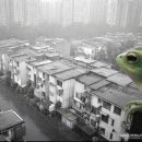 입큰개구리 이미지