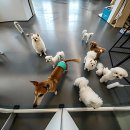 리츠펫 이시아폴리스점 이미지