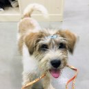 용인시동물보호센터 이미지