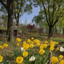 강서개화축구장 | 마곡 서울식물원 튤립 이번 주가 절정! 위치, 주차 꿀팁 및 방문 추천 시간 총정리