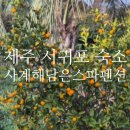 해담은 | 제주 서귀포 숙소 추천, 사계 해담은 스파펜션ㅣ내돈내산 숙소 추천 찐후기