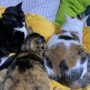 옹기종기 이미지