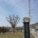 금성어린이집 | [왕사남금성대군유배지여행] 단종애사대군길 정축지변의 슬픈역사 순흥안씨의 성소 순흥안씨대산단소...