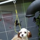 푸른펫살롱 이미지