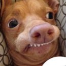 피카소동물병원 이미지