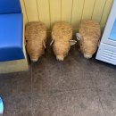 공영로 | 광양 디저트 카페 요거트아이스크림의 정석 광양중동점 방문 포장 후기