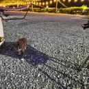 이곤목장 | 가평 [달빛정원 글램핑&amp;카라반] 1박2일 방문후기