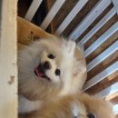 서울애견 | 의정부 어반밸리｜의정부애견동반식당으로 다녀온 가능동맛집, 서울근교애견카페 추천 후기