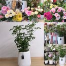 산호대로35길 | 구미 옥계 꽃집 플로드제이 후기, 홍콩야자 구입 만족