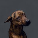 토우토우 (TOU TOU) 이미지