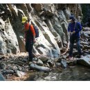 철원고구마 이미지