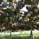 수화농장 이미지