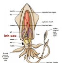 생선전 공중화장실 | 강원도 여행 첫 코스, 속초 오징어난전에서 살아있는 오징어회를 먹어보다-강원도 랜선 여행 #1