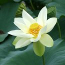 풍류산방  유영주의 풍류(風流) | 한시산책)나이를 초월한 사랑, 운초 김부용이야기
