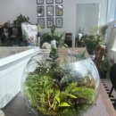 솔이끼 | 테라리움 만들기, 후마타고사리와 5종 이끼로 완성한 나만의 홈가드닝 클래스