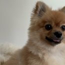 다솜다솜 수제간식 이미지